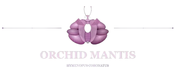 orchid mantis