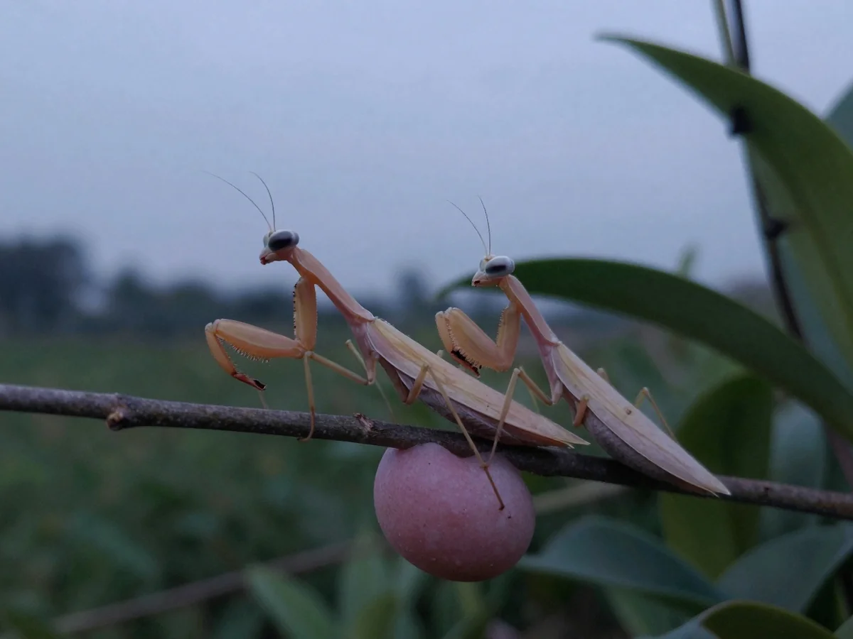 Breeding and Ootheca Care - Orchid Mantis