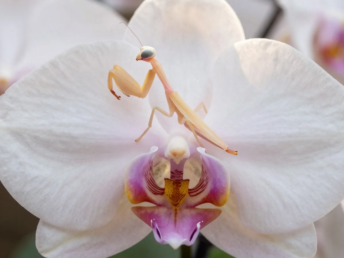 Camouflage and Mimicry - Orchid Mantis
