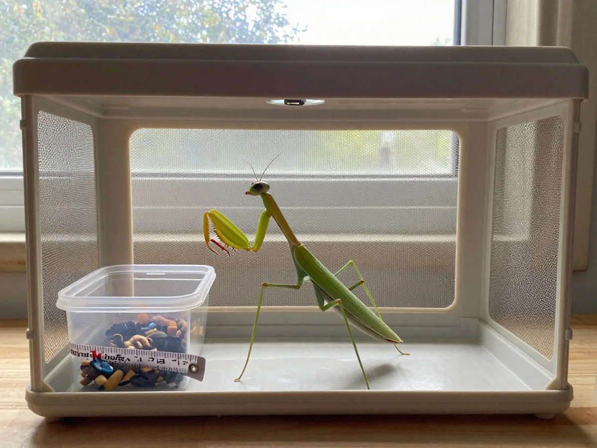 Cost Breakdown - Orchid Mantis