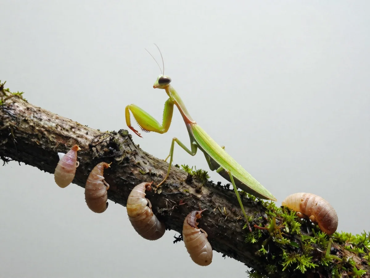 Life Stages and Molting - Orchid Mantis
