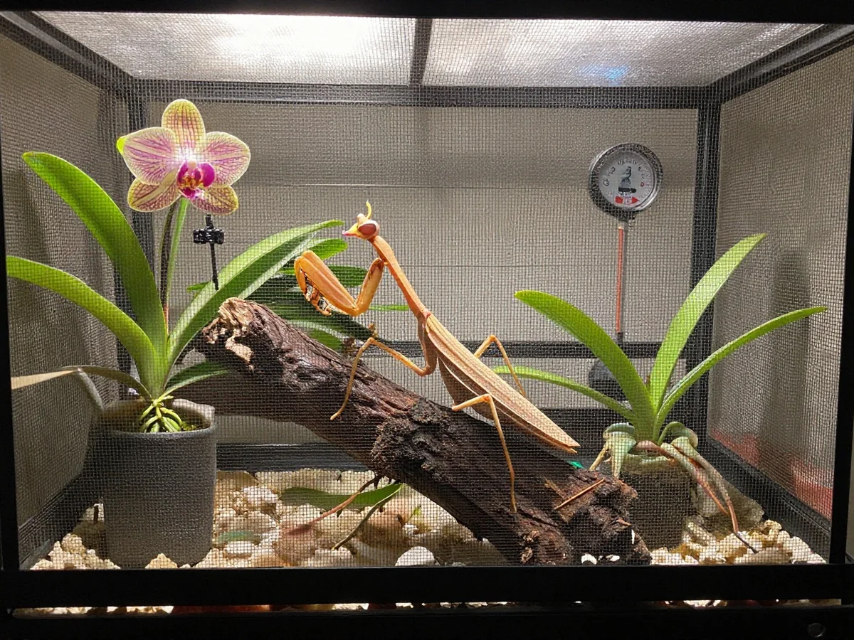 Orchid Mantis Care - Orchid Mantis