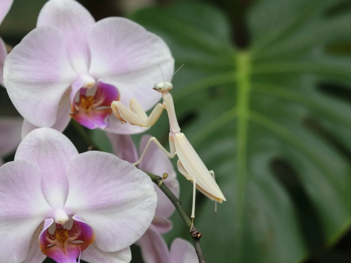 Orchid Mantis Identification - Orchid Mantis