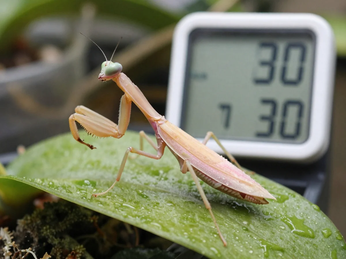 Temperature and Humidity - Orchid Mantis