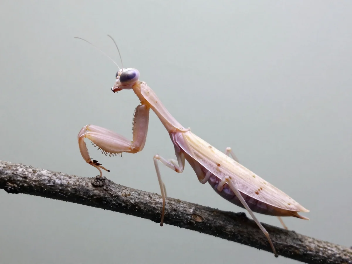 Troubleshooting Care Problems - Orchid Mantis