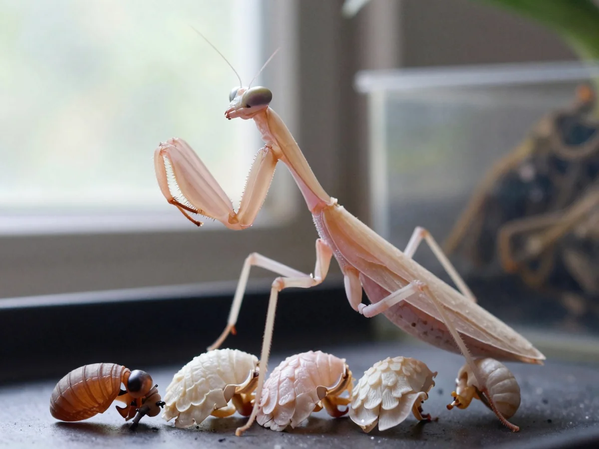 Visual Content Tips - Orchid Mantis