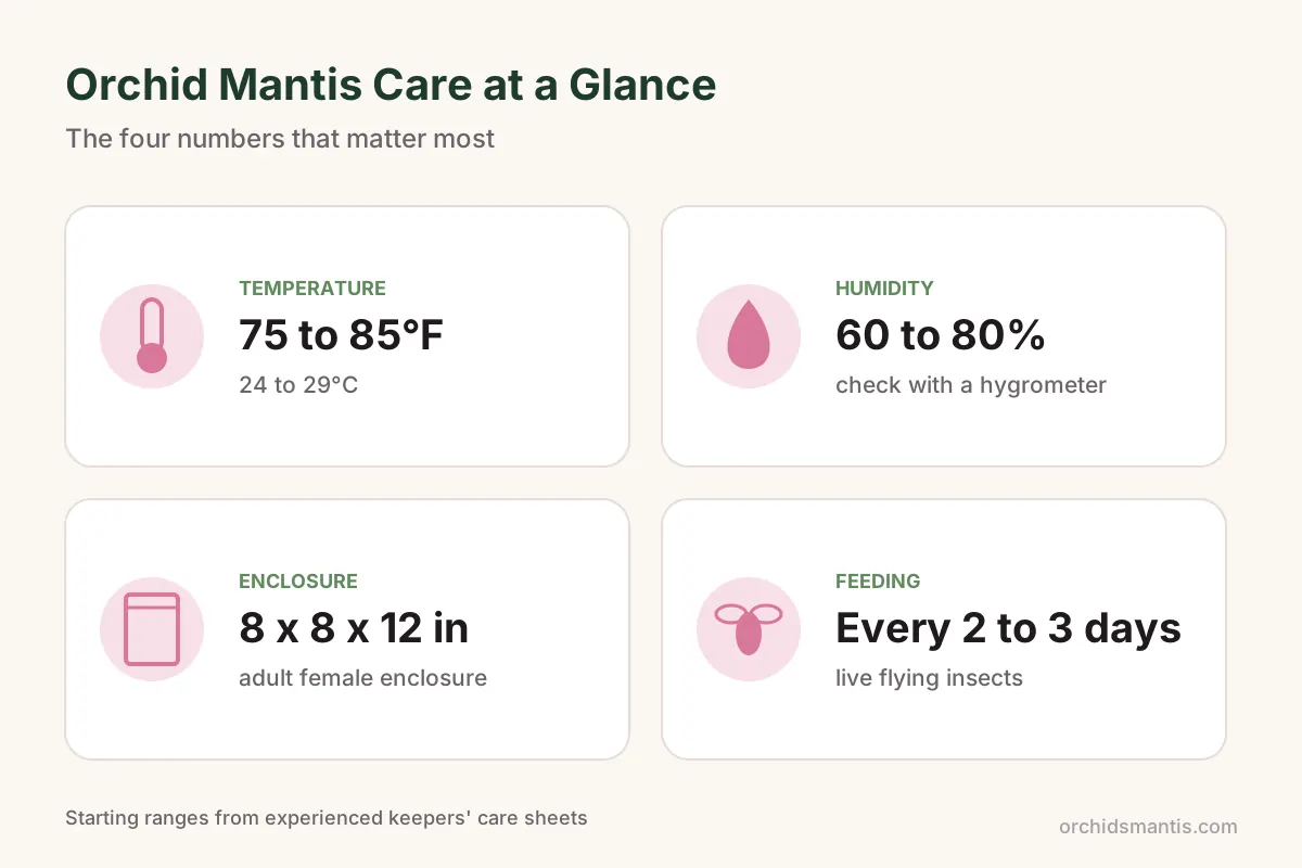 Orchid mantis care infographic with temperature, humidity, enclosure size and feeding schedule