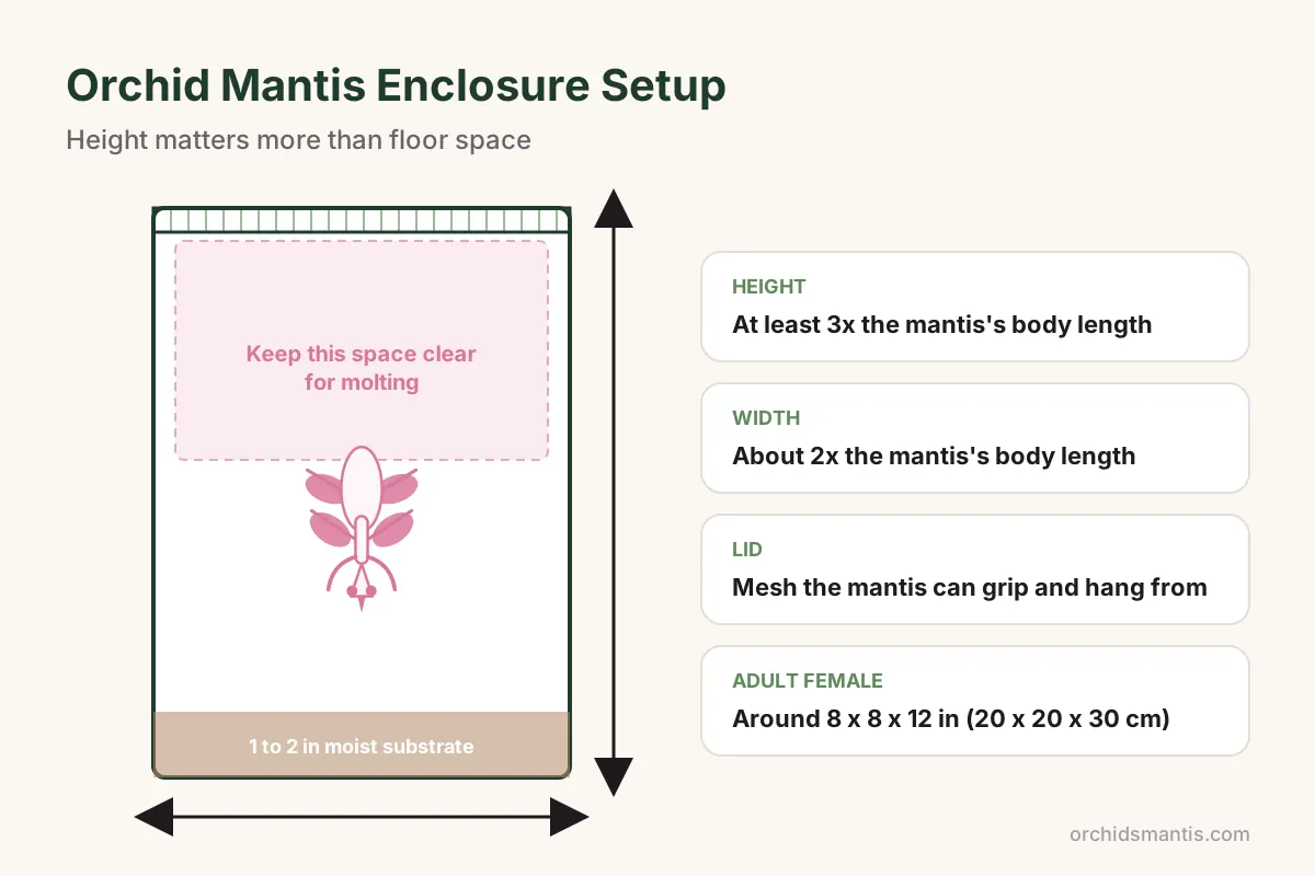 Orchid mantis enclosure diagram showing the 3x height rule, mesh lid and clear molting space