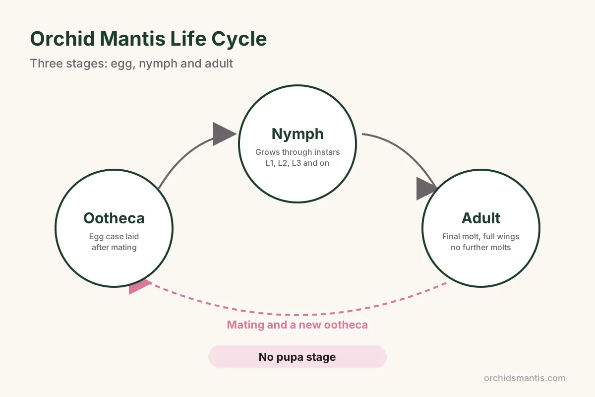 Orchid mantis life cycle diagram from ootheca to nymph instars to winged adult