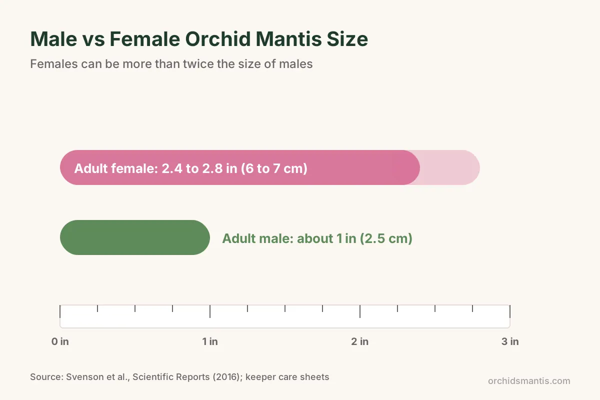 Size comparison chart of an adult female orchid mantis at 2.4 to 2.8 inches and a male at about 1 inch